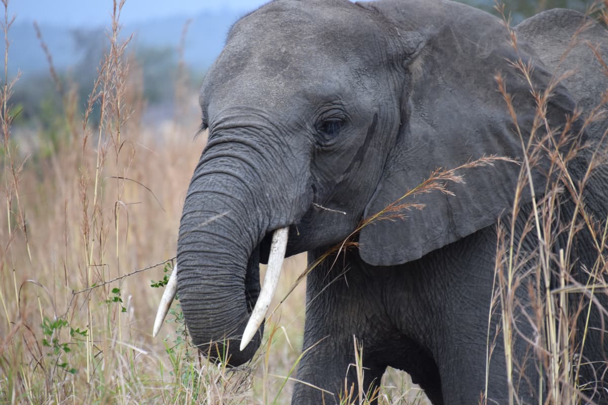 Elefant